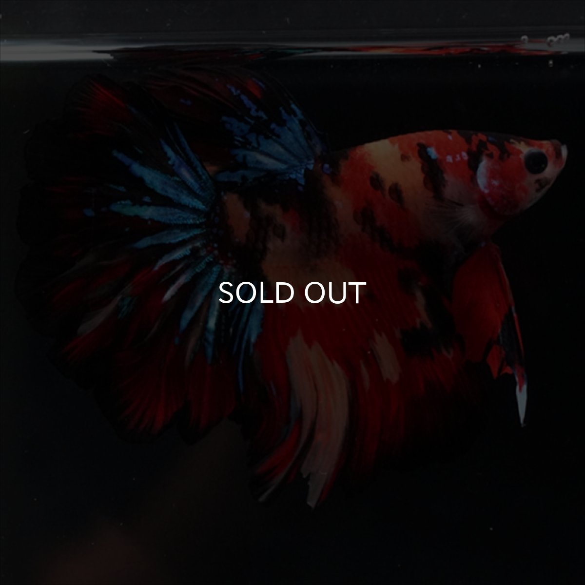 画像14: HM　キャンディ　ローズテール (14)