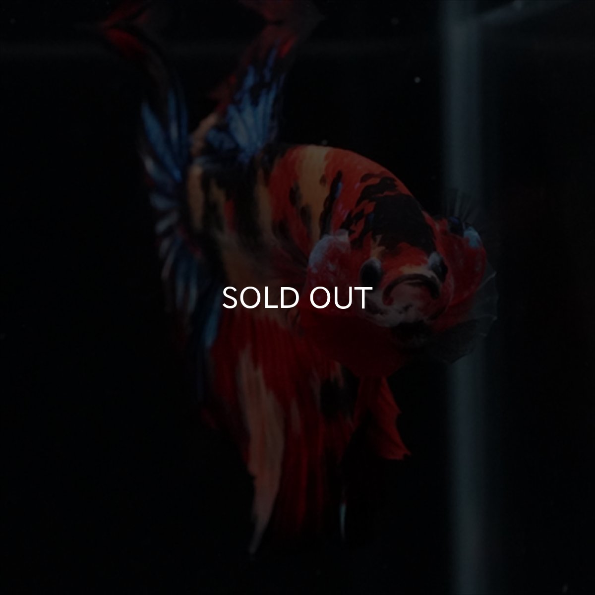 画像2: HM　キャンディ　ローズテール (2)