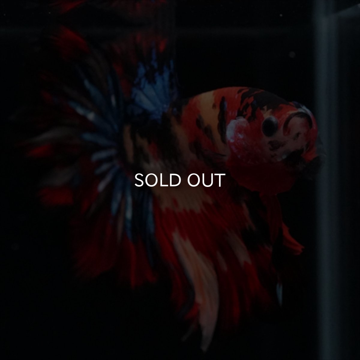 画像15: HM　キャンディ　ローズテール (15)