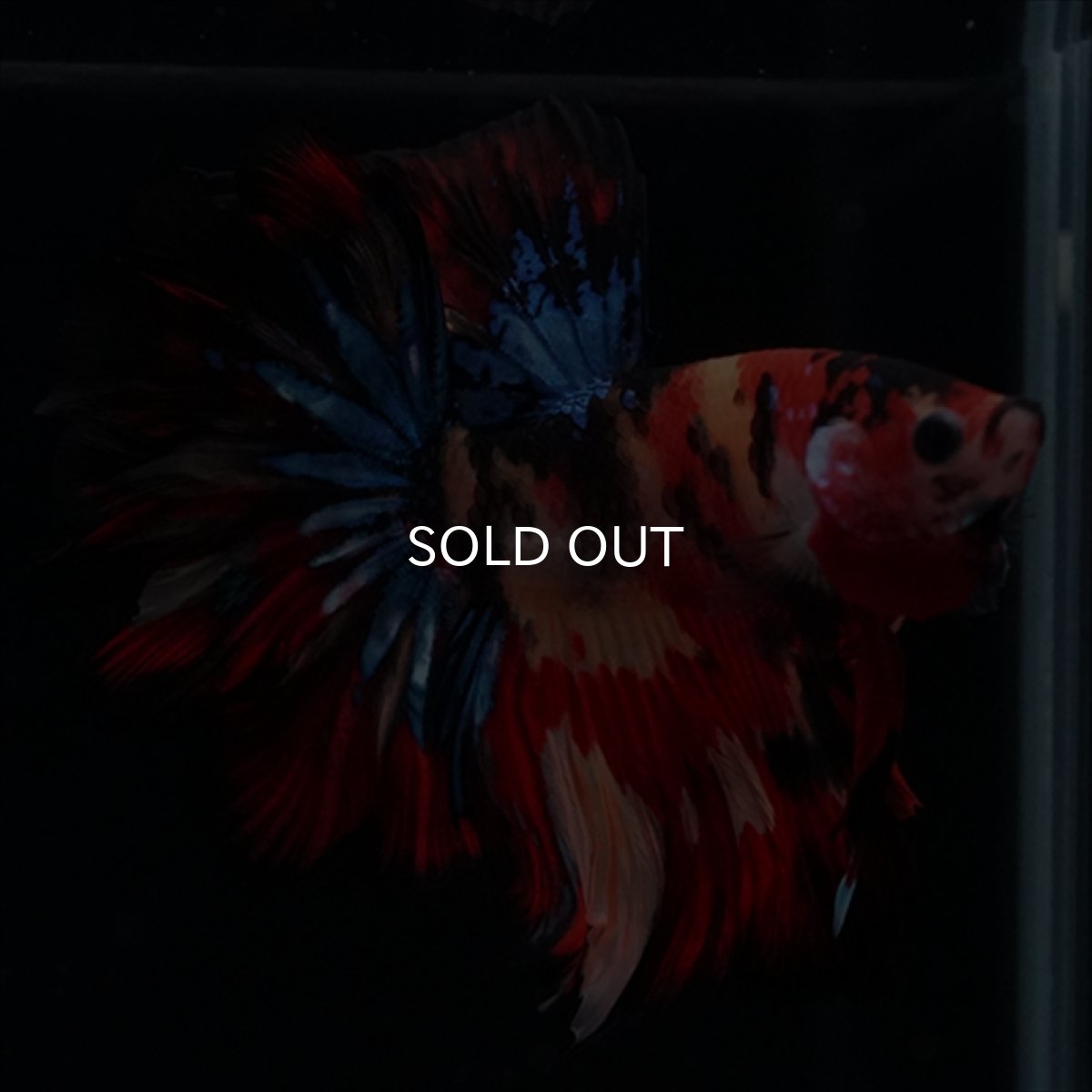 画像16: HM　キャンディ　ローズテール (16)