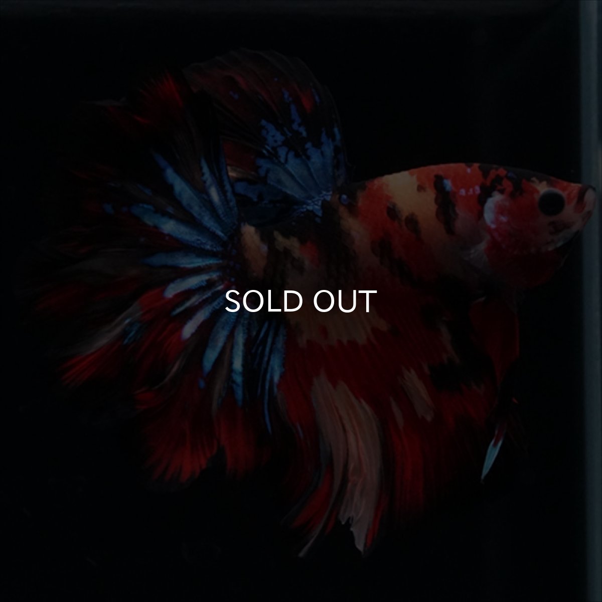 画像1: HM　キャンディ　ローズテール (1)