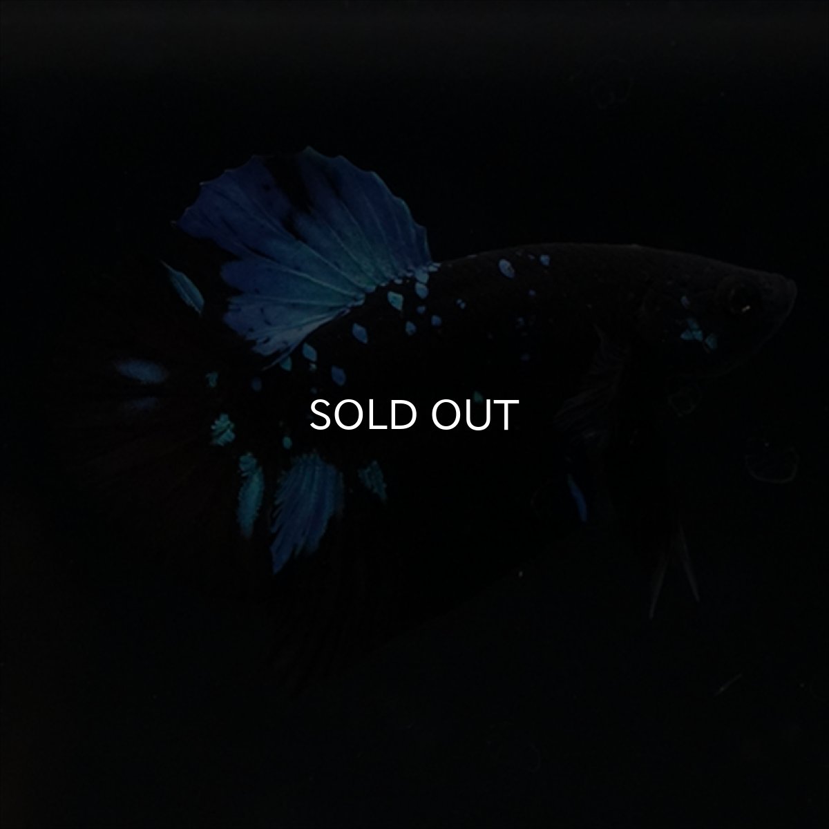 画像1: HMPK　ブルーブラックライト (1)