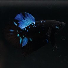 画像1: HMPK ブルーブラックライト (1)