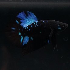 画像4: HMPK ブルーブラックライト (4)