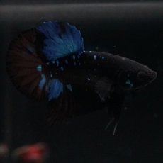 画像5: HMPK ブルーブラックライト (5)