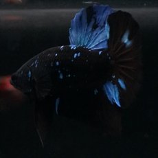 画像6: HMPK ブルーブラックライト (6)