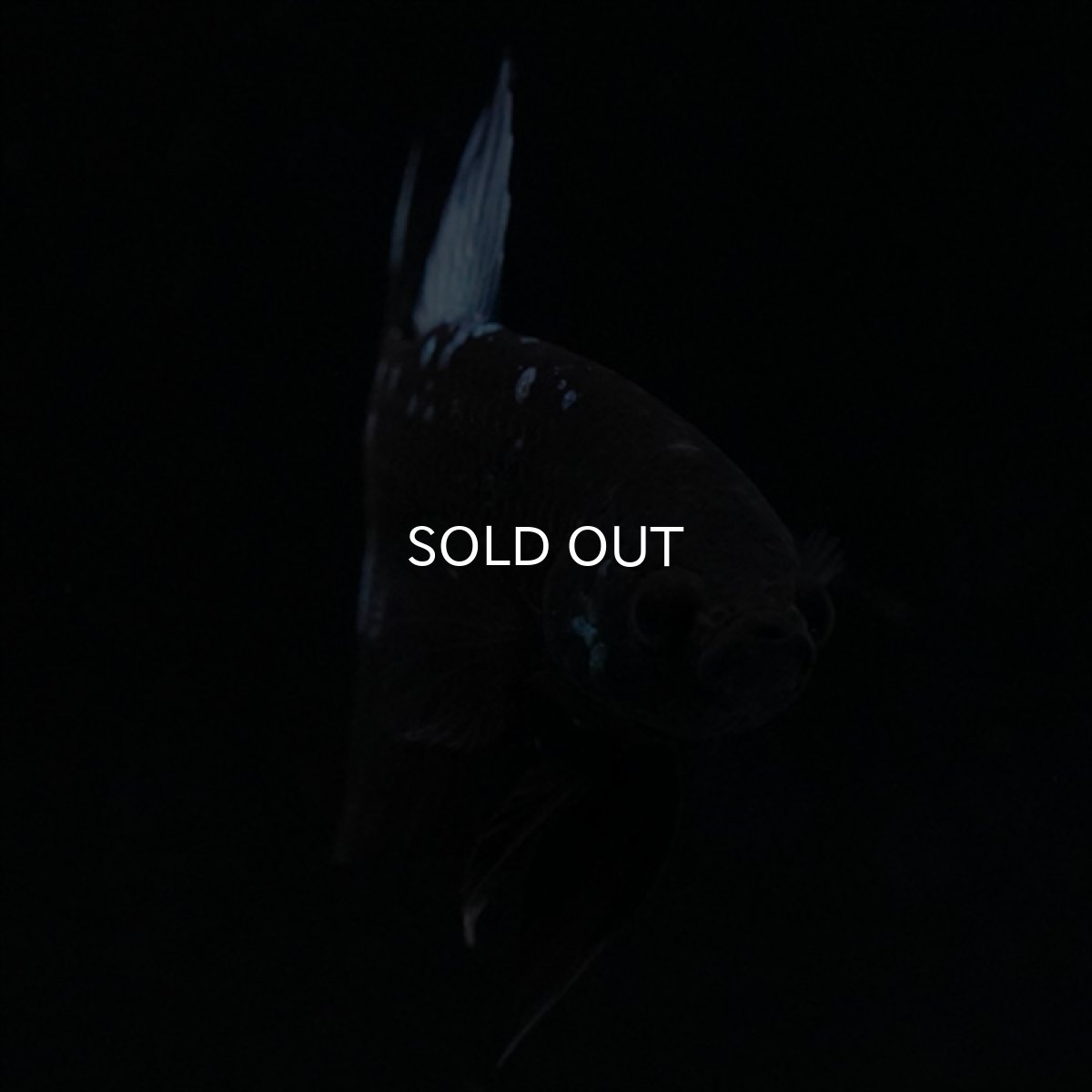 画像7: HMPK　ブルーブラックライト (7)