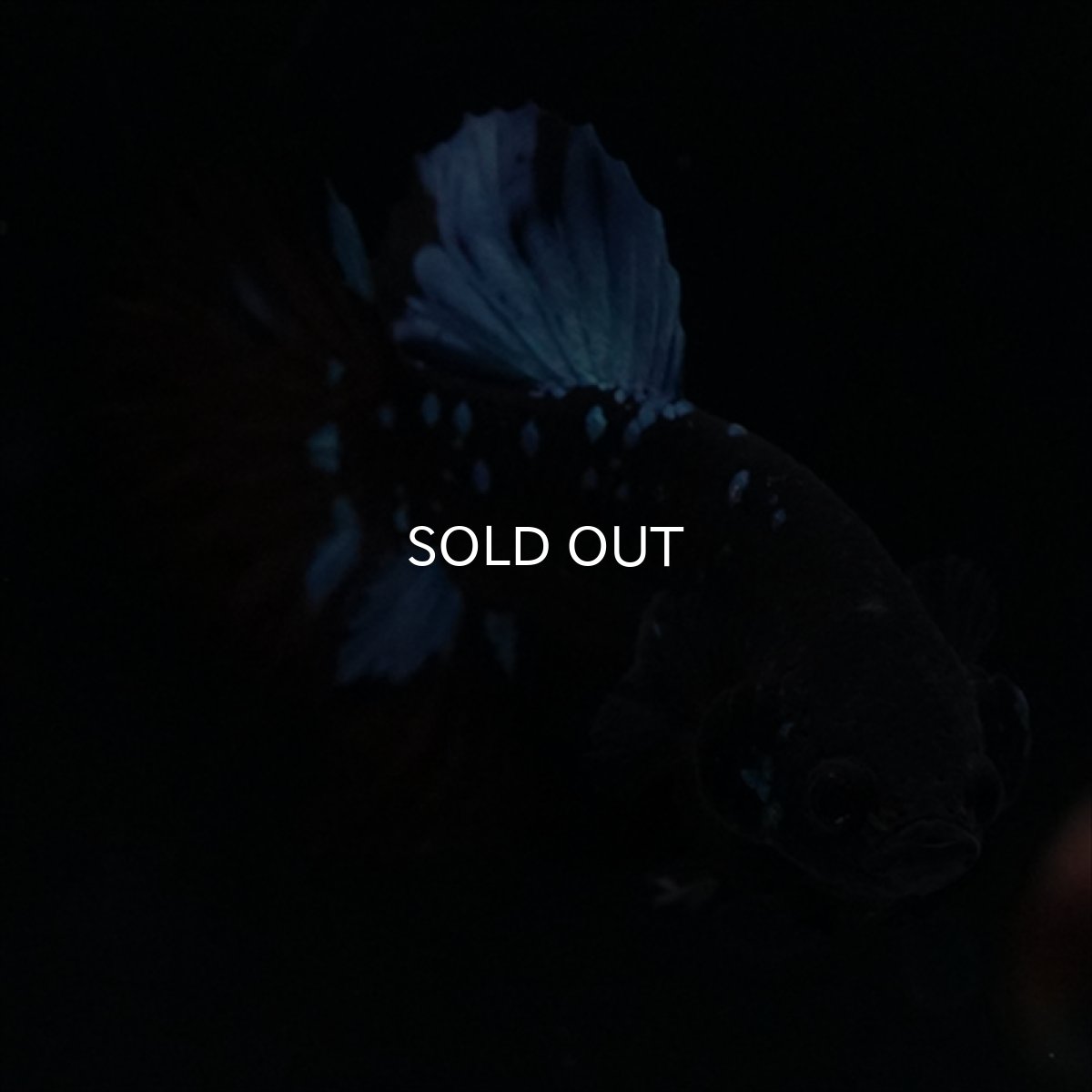 画像8: HMPK　ブルーブラックライト (8)