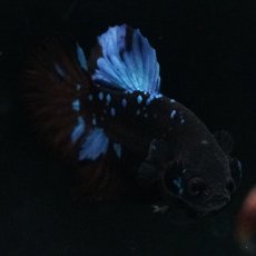 画像8: HMPK ブルーブラックライト (8)