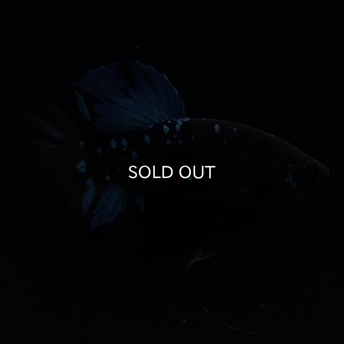 画像9: HMPK　ブルーブラックライト (9)