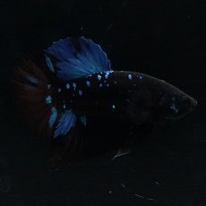 画像9: HMPK ブルーブラックライト (9)