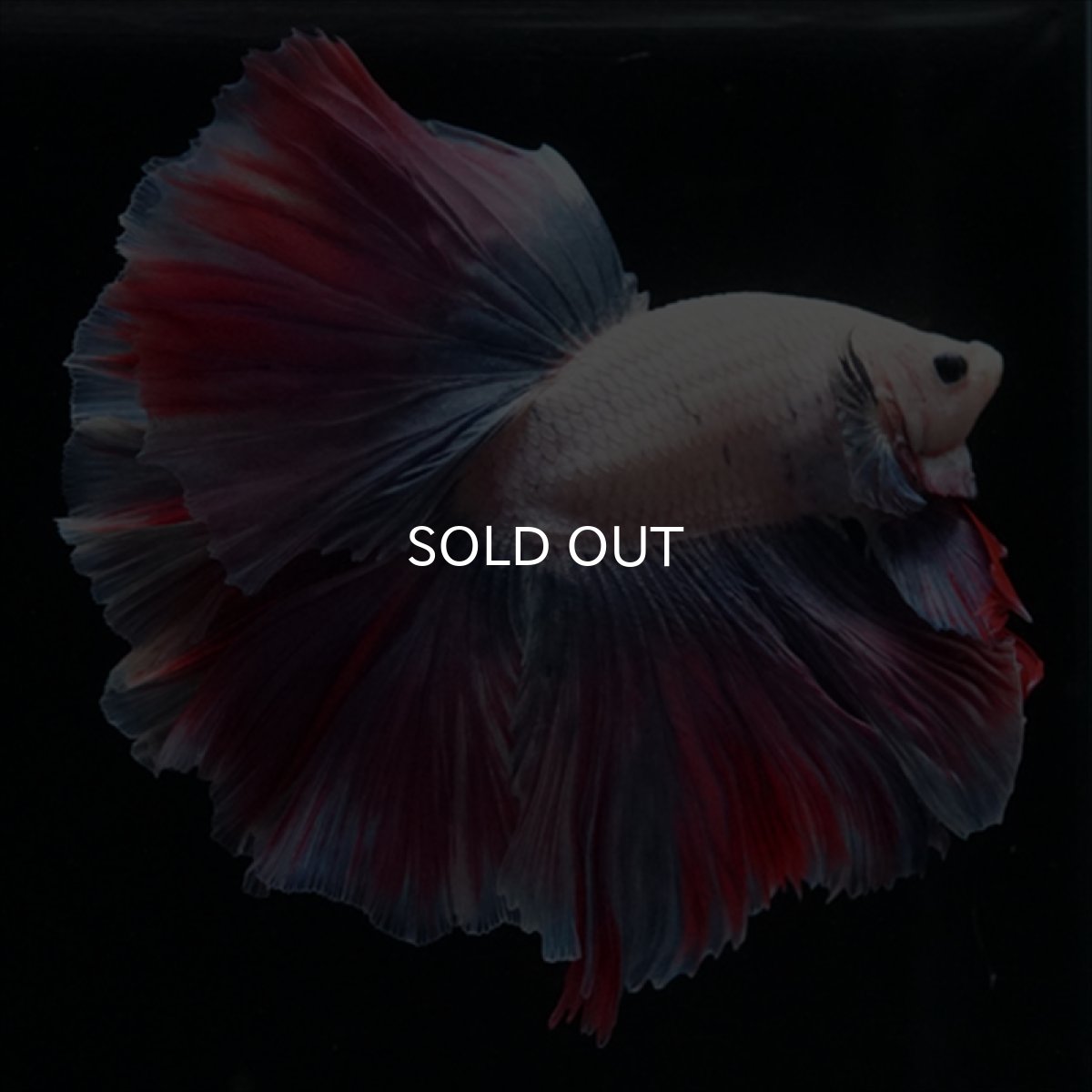 画像4: HM　ファンシー　ローズテール (4)