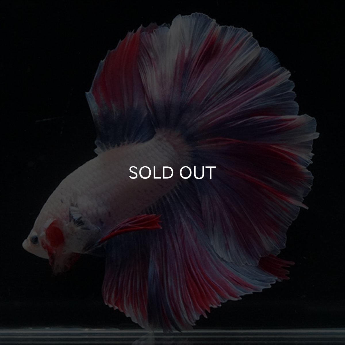 画像5: HM　ファンシー　ローズテール (5)