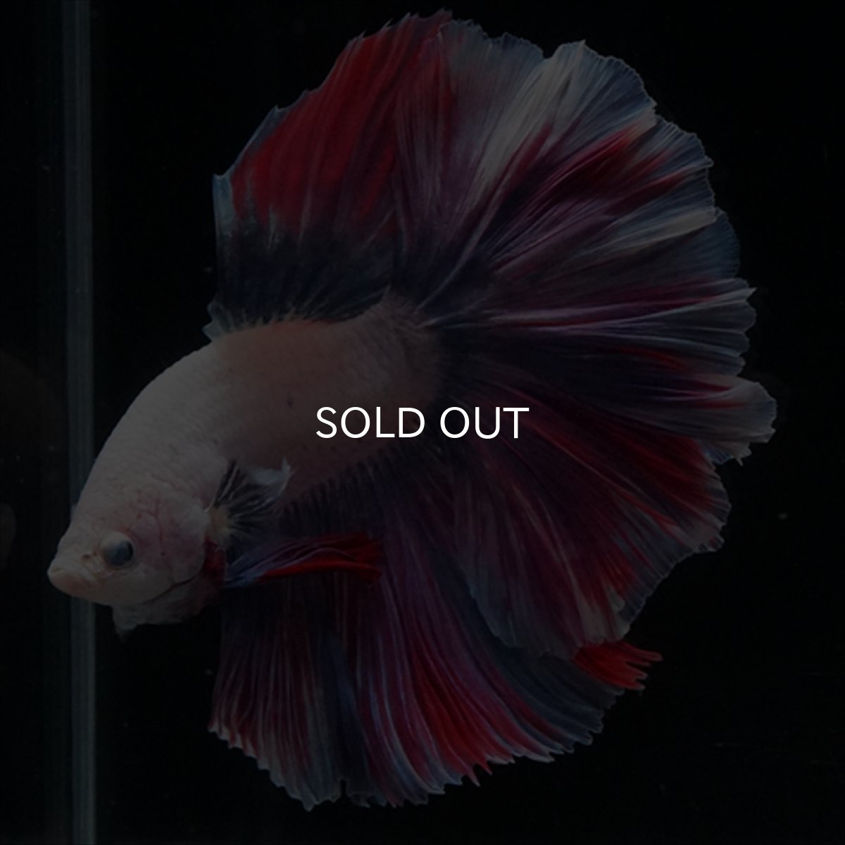 画像6: HM　ファンシー　ローズテール (6)