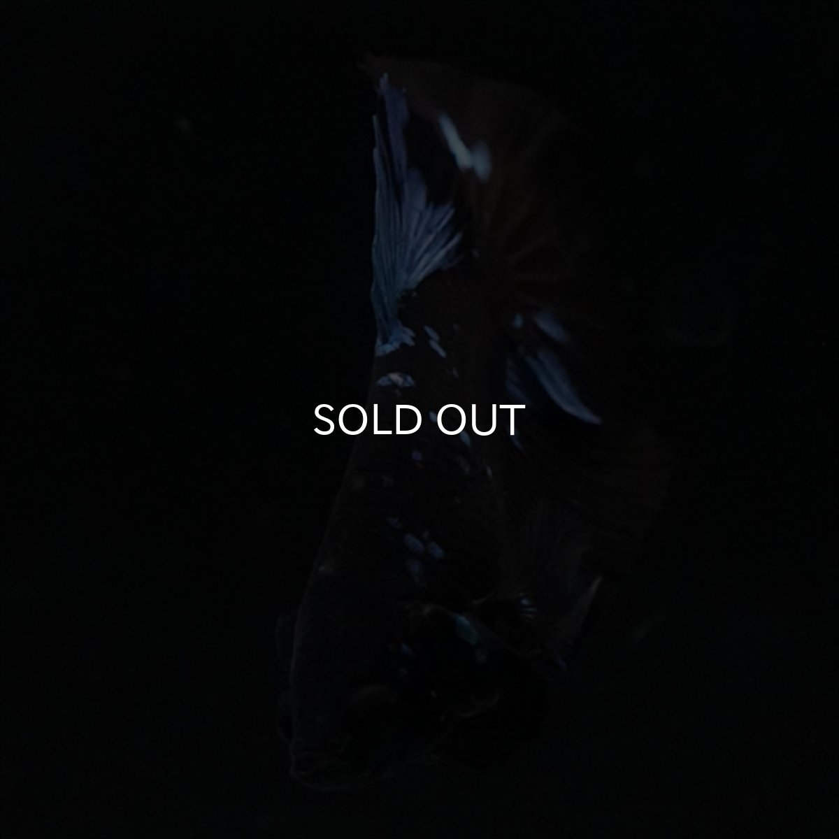 画像10: HMPK　ブルーブラックライト (10)