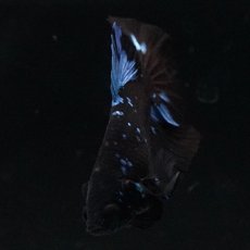 画像10: HMPK ブルーブラックライト (10)