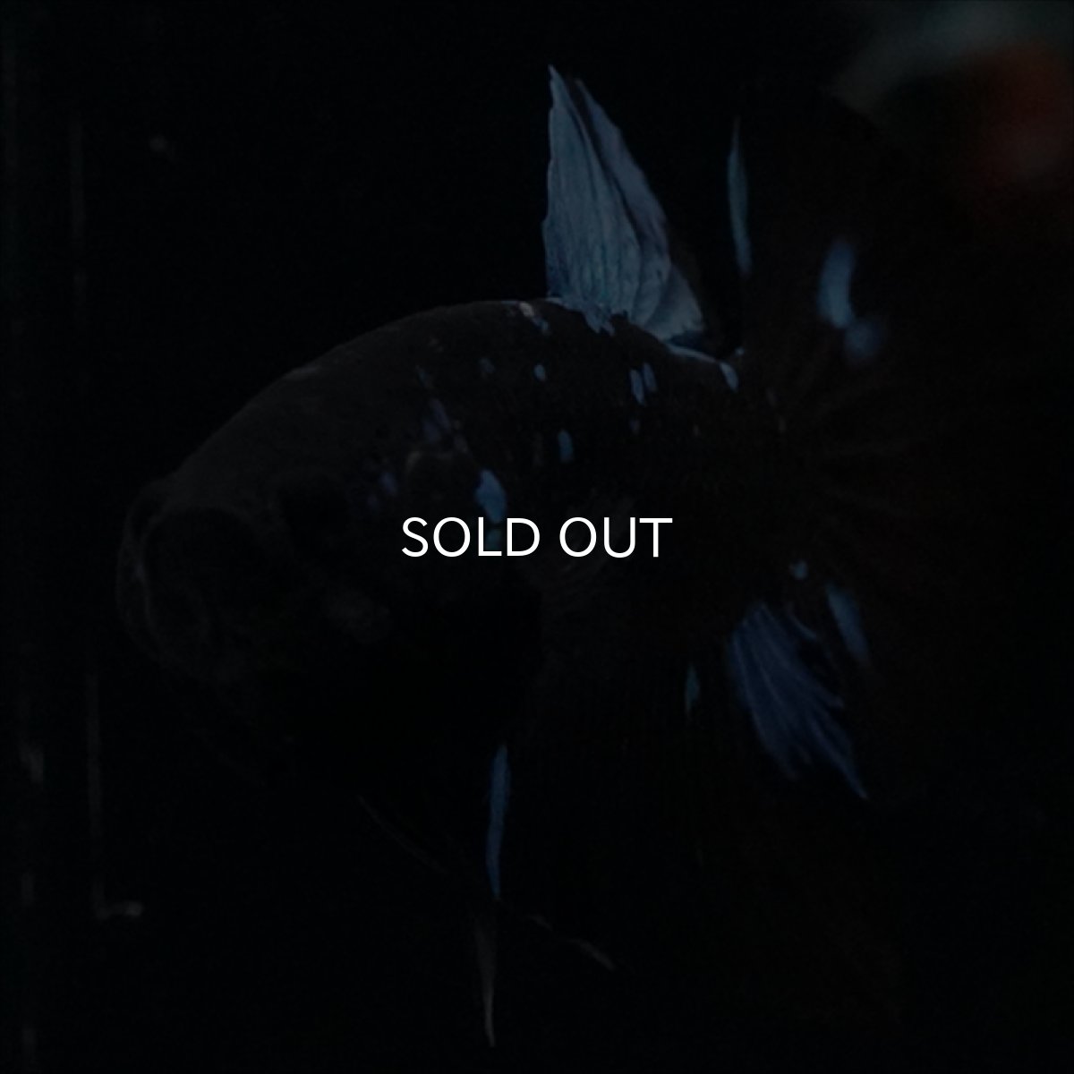 画像11: HMPK　ブルーブラックライト (11)