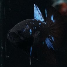 画像11: HMPK ブルーブラックライト (11)