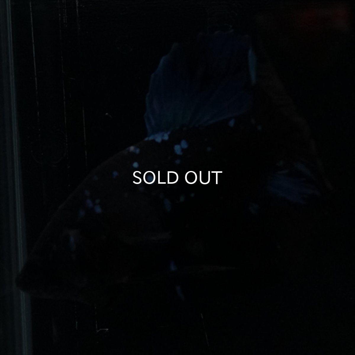 画像12: HMPK　ブルーブラックライト (12)