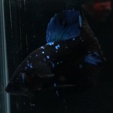 画像12: HMPK ブルーブラックライト (12)