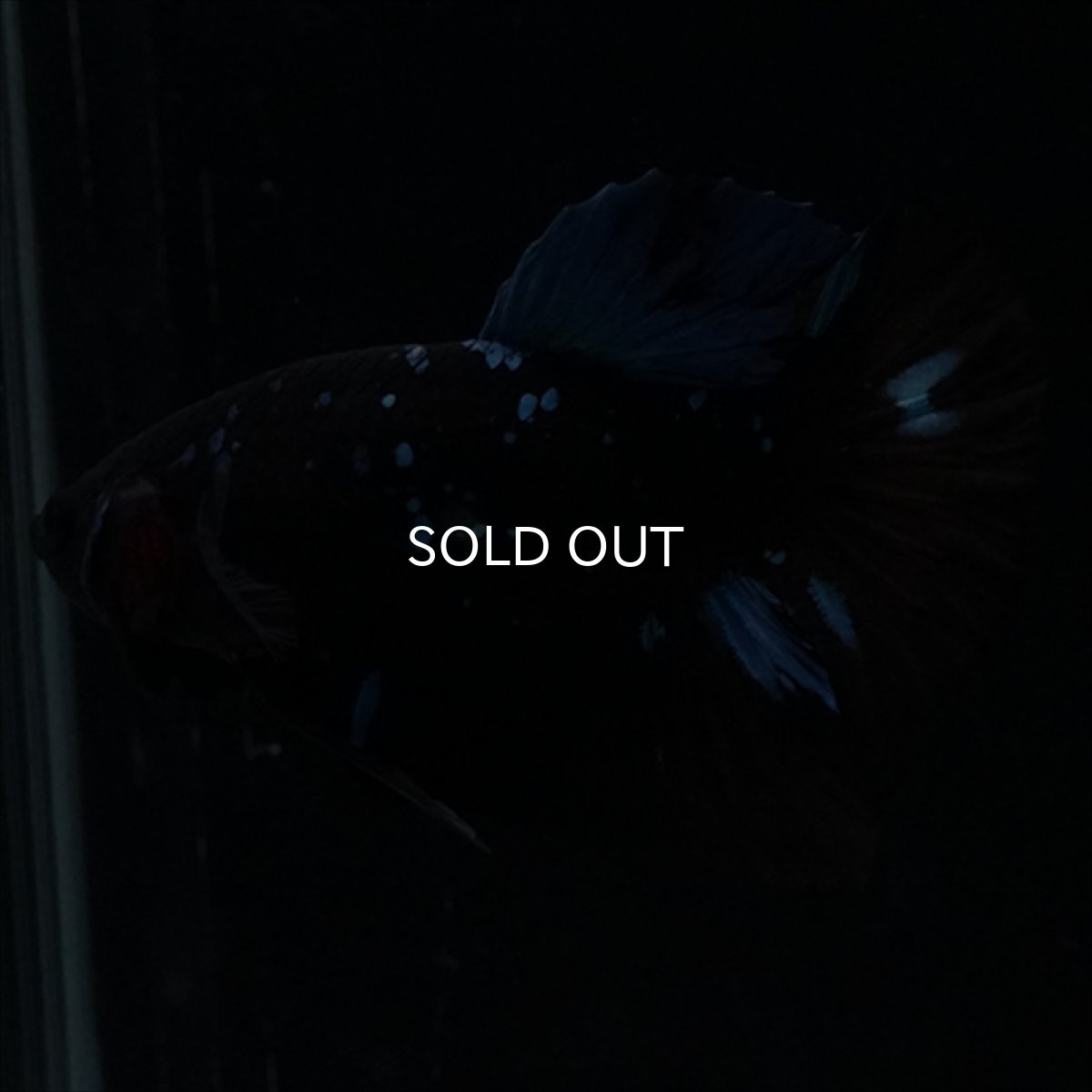 画像13: HMPK　ブルーブラックライト (13)