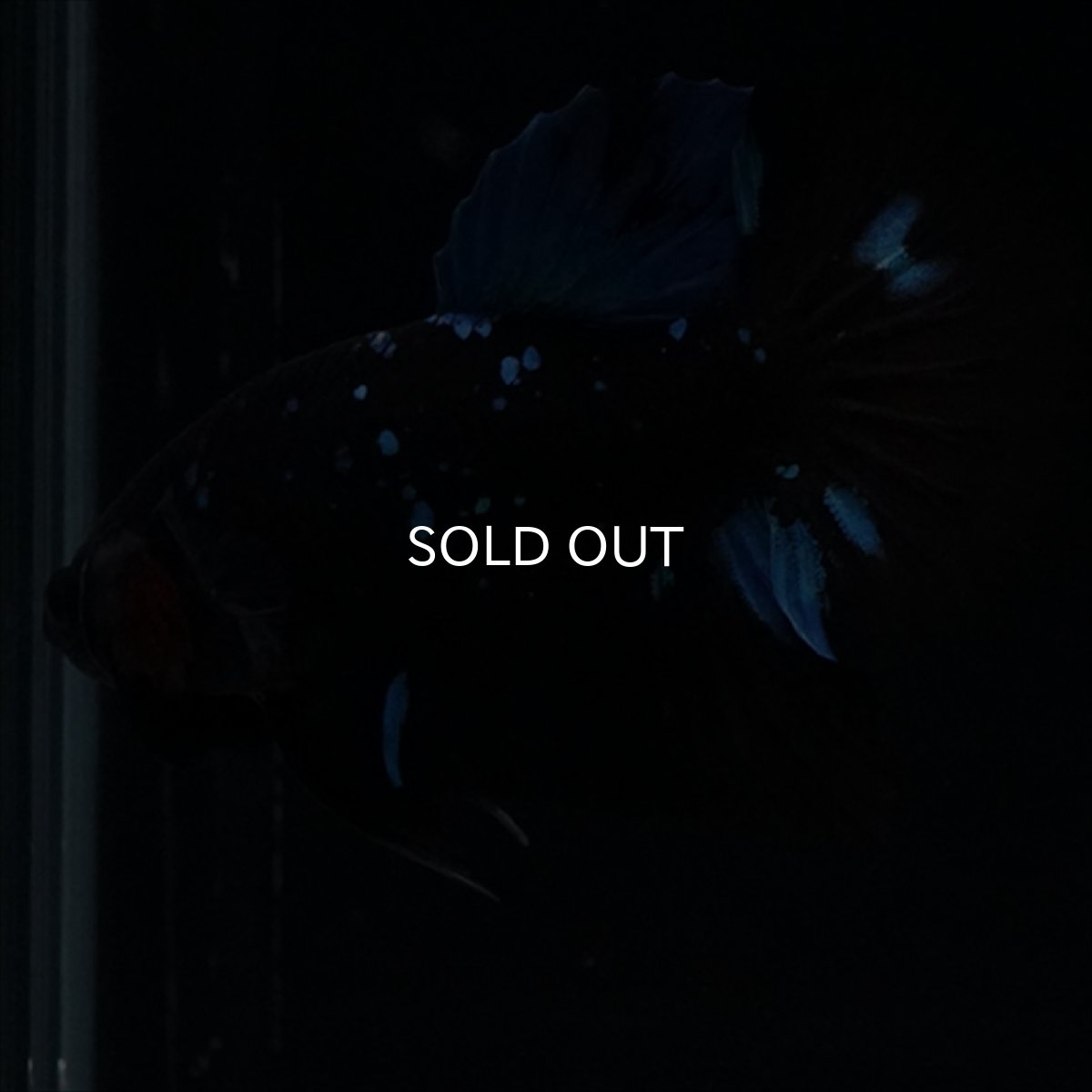 画像14: HMPK　ブルーブラックライト (14)