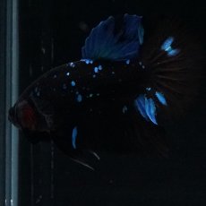 画像14: HMPK ブルーブラックライト (14)