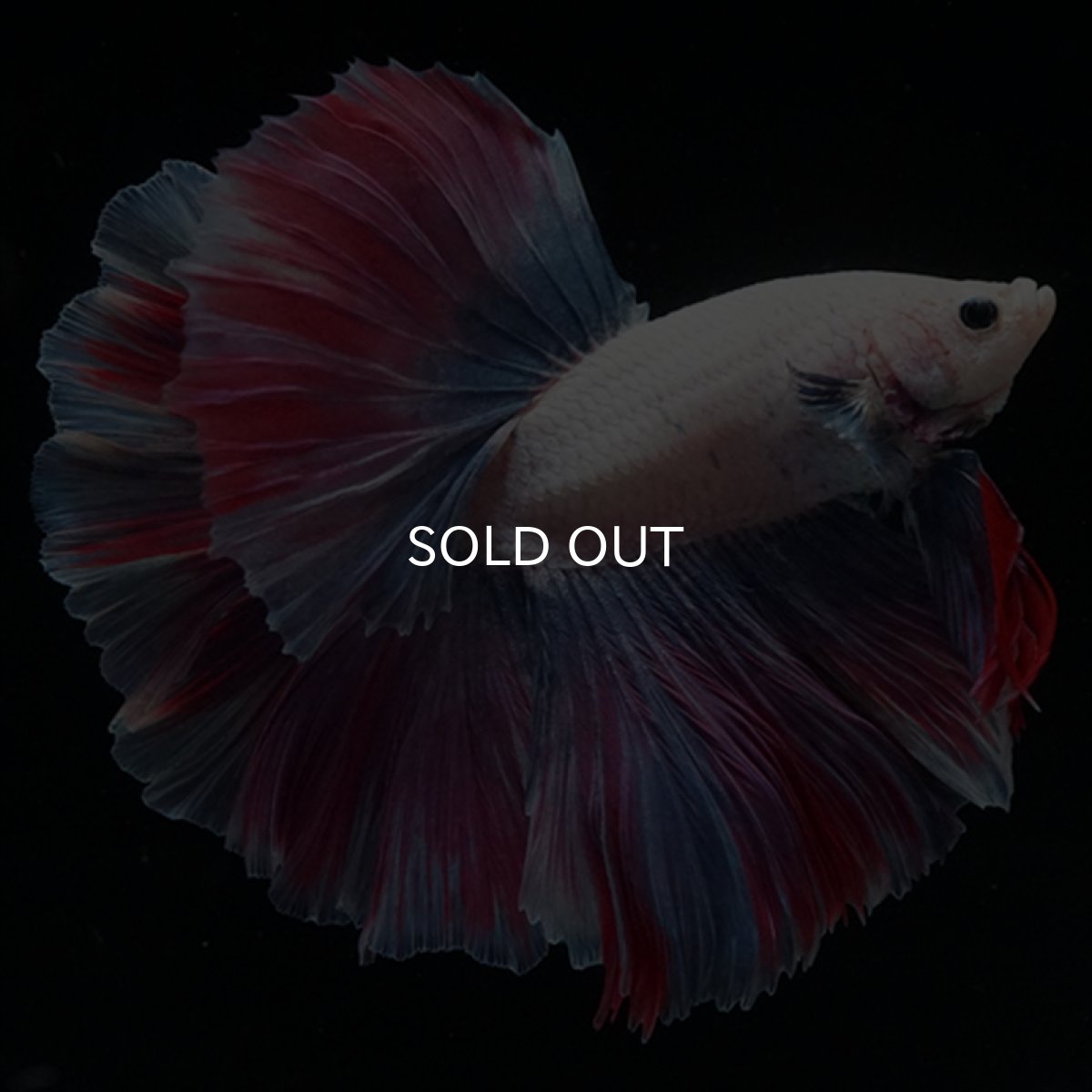 画像7: HM　ファンシー　ローズテール (7)