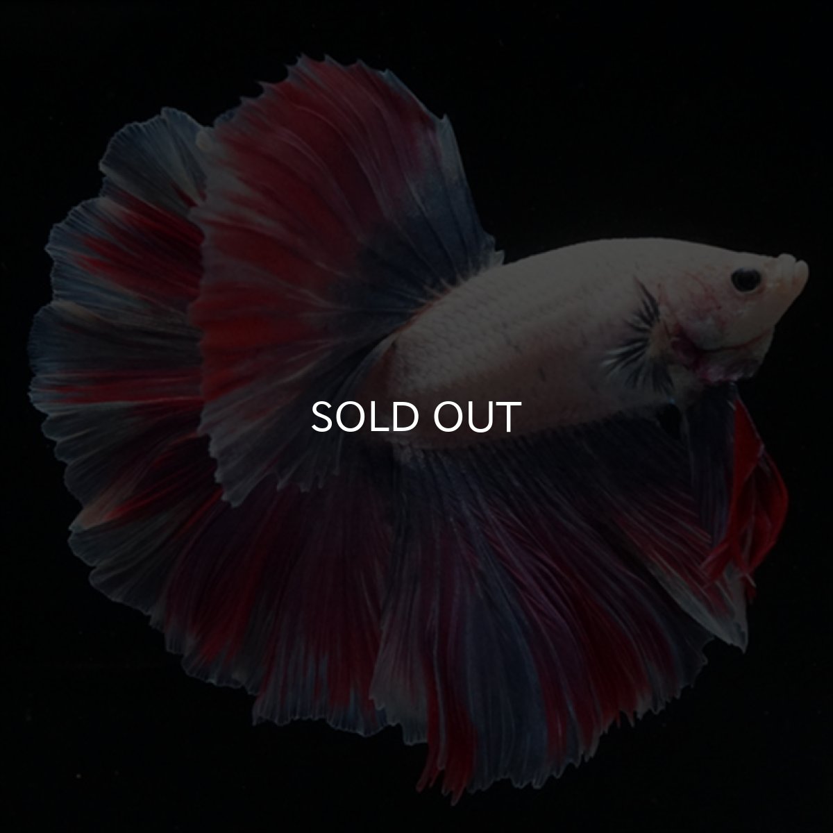 画像8: HM　ファンシー　ローズテール (8)