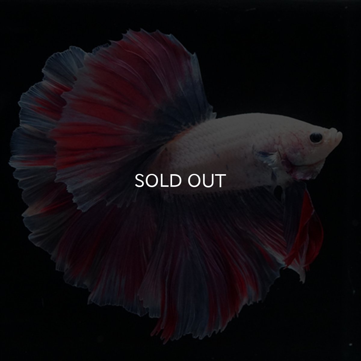 画像2: HM　ファンシー　ローズテール (2)