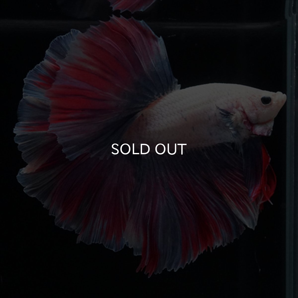 画像9: HM　ファンシー　ローズテール (9)