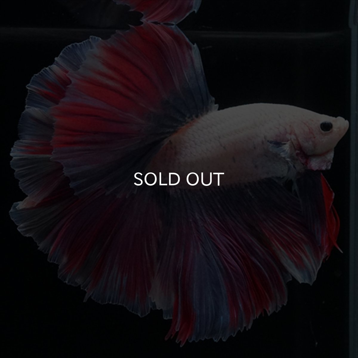 画像10: HM　ファンシー　ローズテール (10)