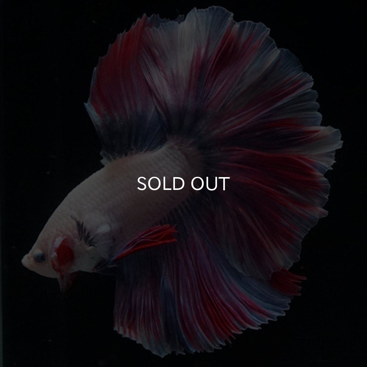 画像3: HM　ファンシー　ローズテール (3)