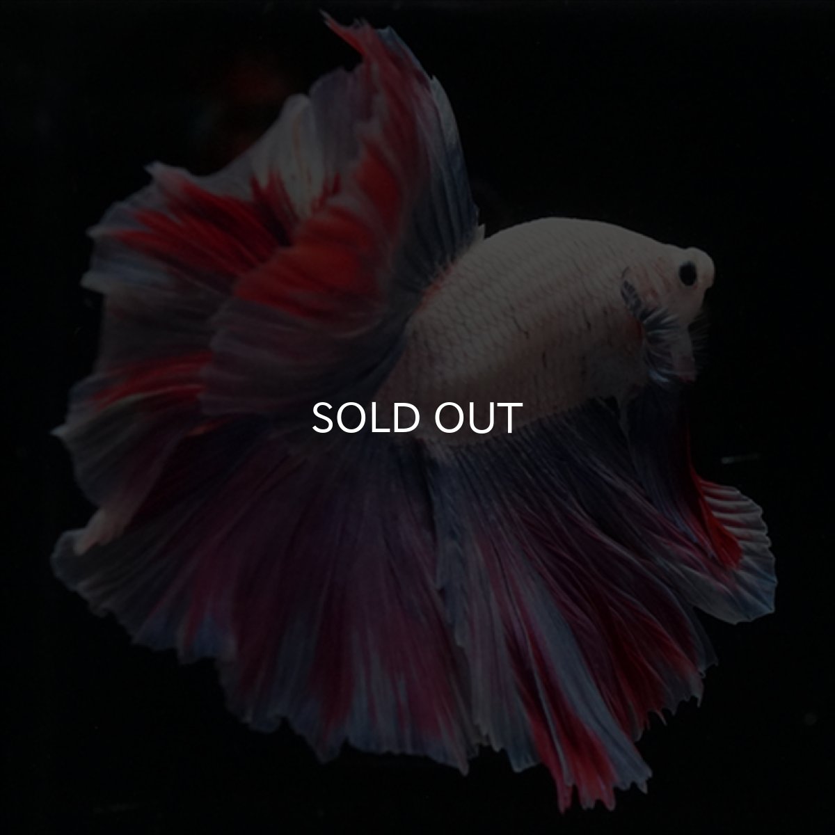 画像11: HM　ファンシー　ローズテール (11)