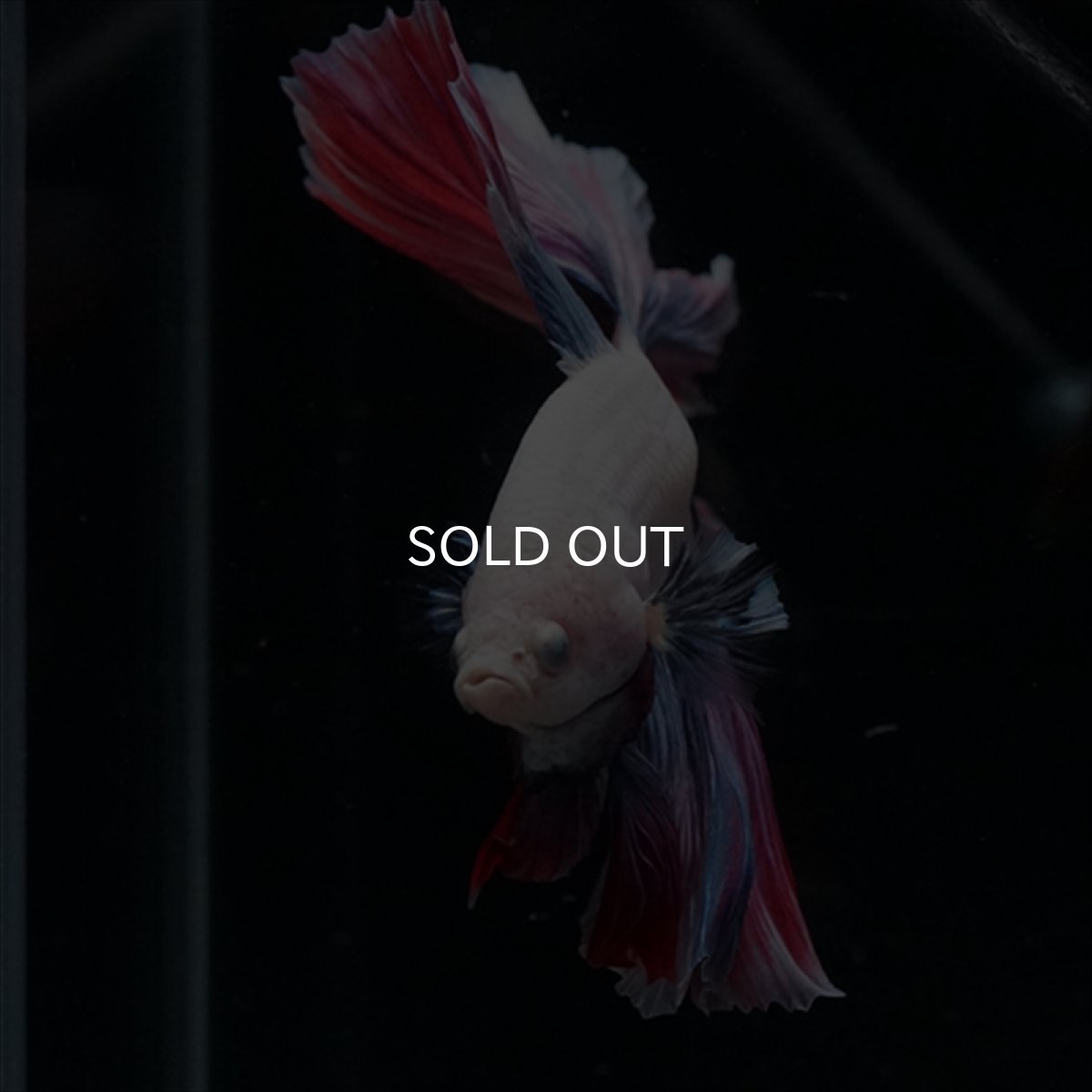 画像12: HM　ファンシー　ローズテール (12)