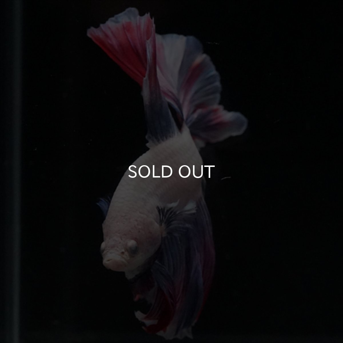 画像13: HM　ファンシー　ローズテール (13)