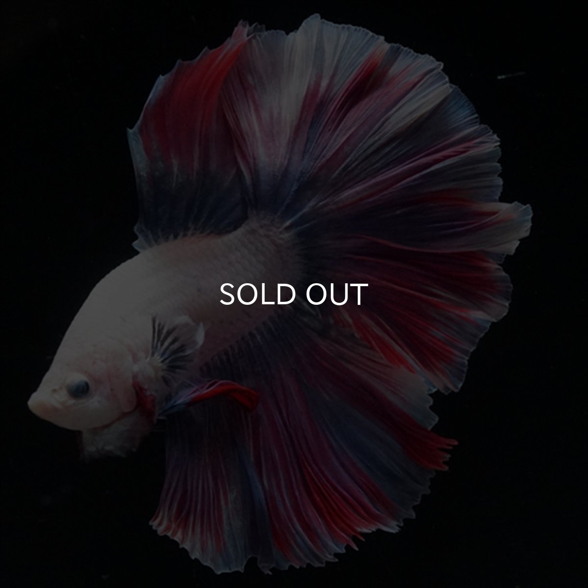 画像14: HM　ファンシー　ローズテール (14)