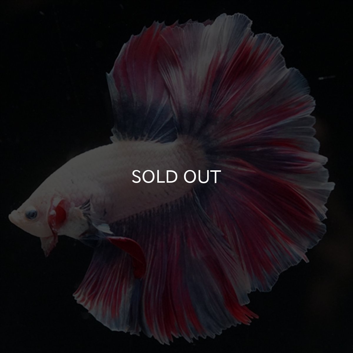 画像1: HM　ファンシー　ローズテール (1)