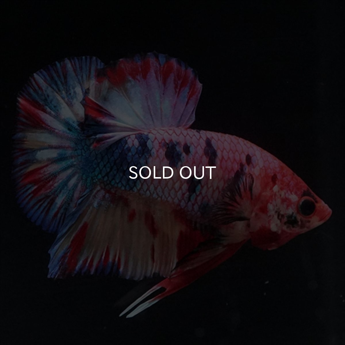 画像1: HMPK　キャンディギャラクシー (1)