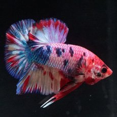 画像1: HMPK キャンディギャラクシー (1)