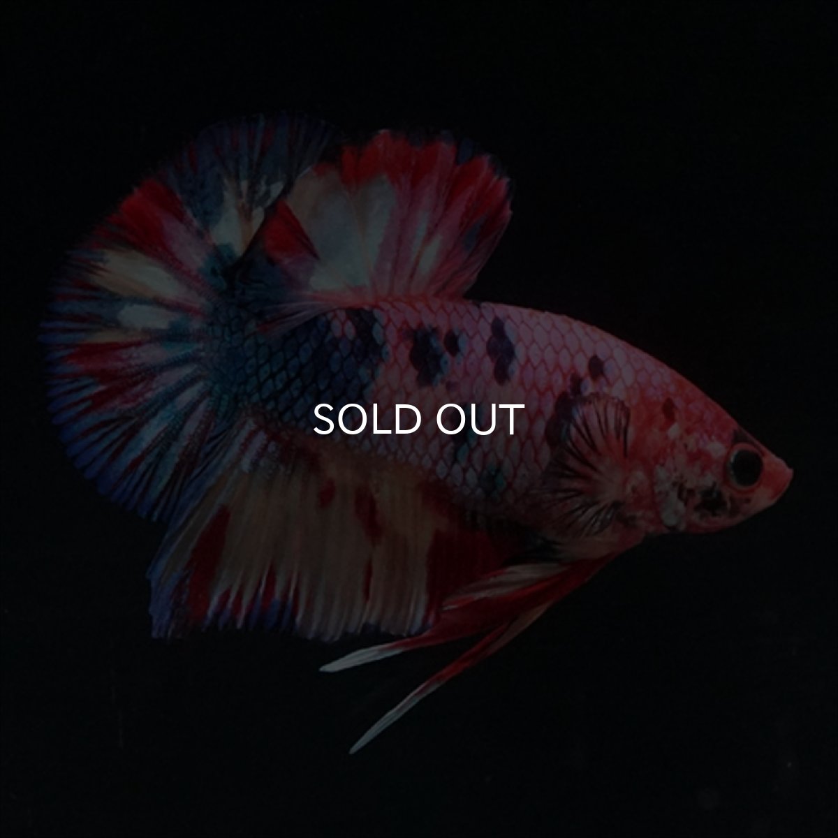 画像4: HMPK　キャンディギャラクシー (4)