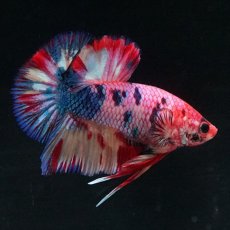 画像4: HMPK キャンディギャラクシー (4)