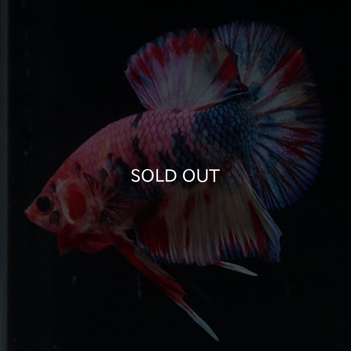 画像5: HMPK　キャンディギャラクシー (5)