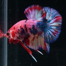 画像6: HMPK キャンディギャラクシー (6)