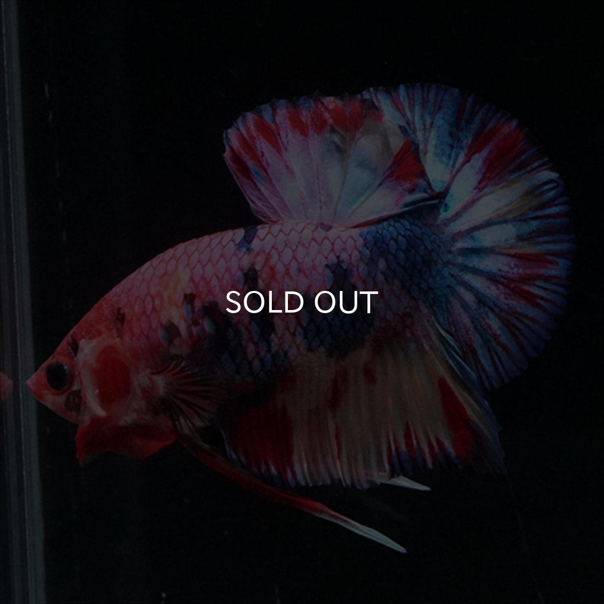 画像7: HMPK　キャンディギャラクシー (7)