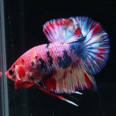 画像7: HMPK キャンディギャラクシー (7)