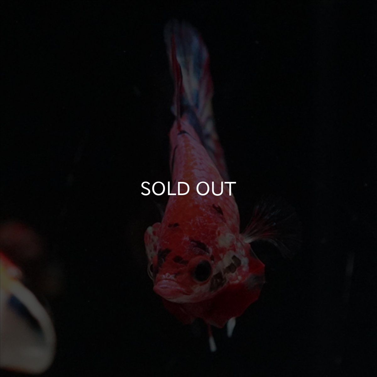 画像8: HMPK　キャンディギャラクシー (8)