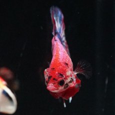 画像8: HMPK キャンディギャラクシー (8)