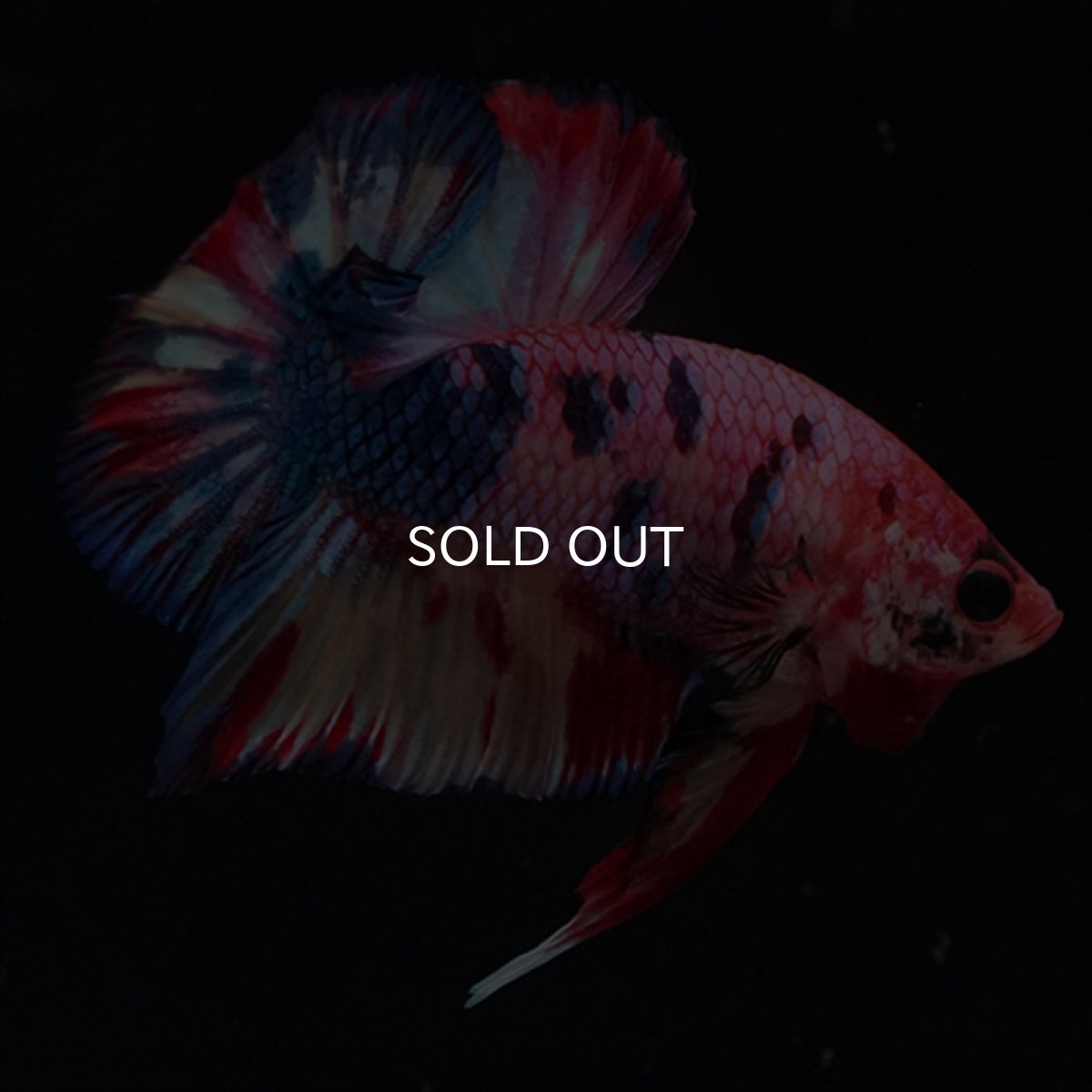 画像9: HMPK　キャンディギャラクシー (9)