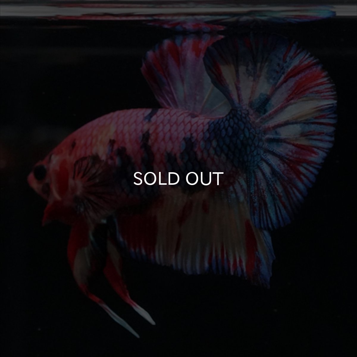 画像10: HMPK　キャンディギャラクシー (10)